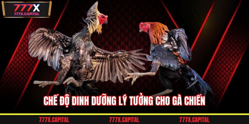 Chế độ dinh dưỡng lý tưởng cho gà chiến
